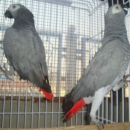 Congo African Grey Parrots
