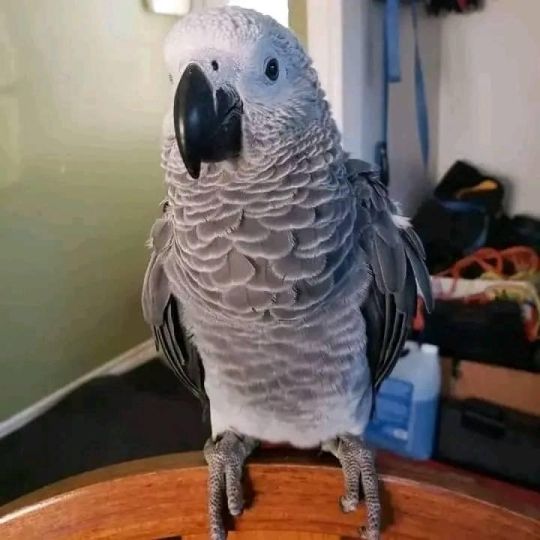 Congo African Grey