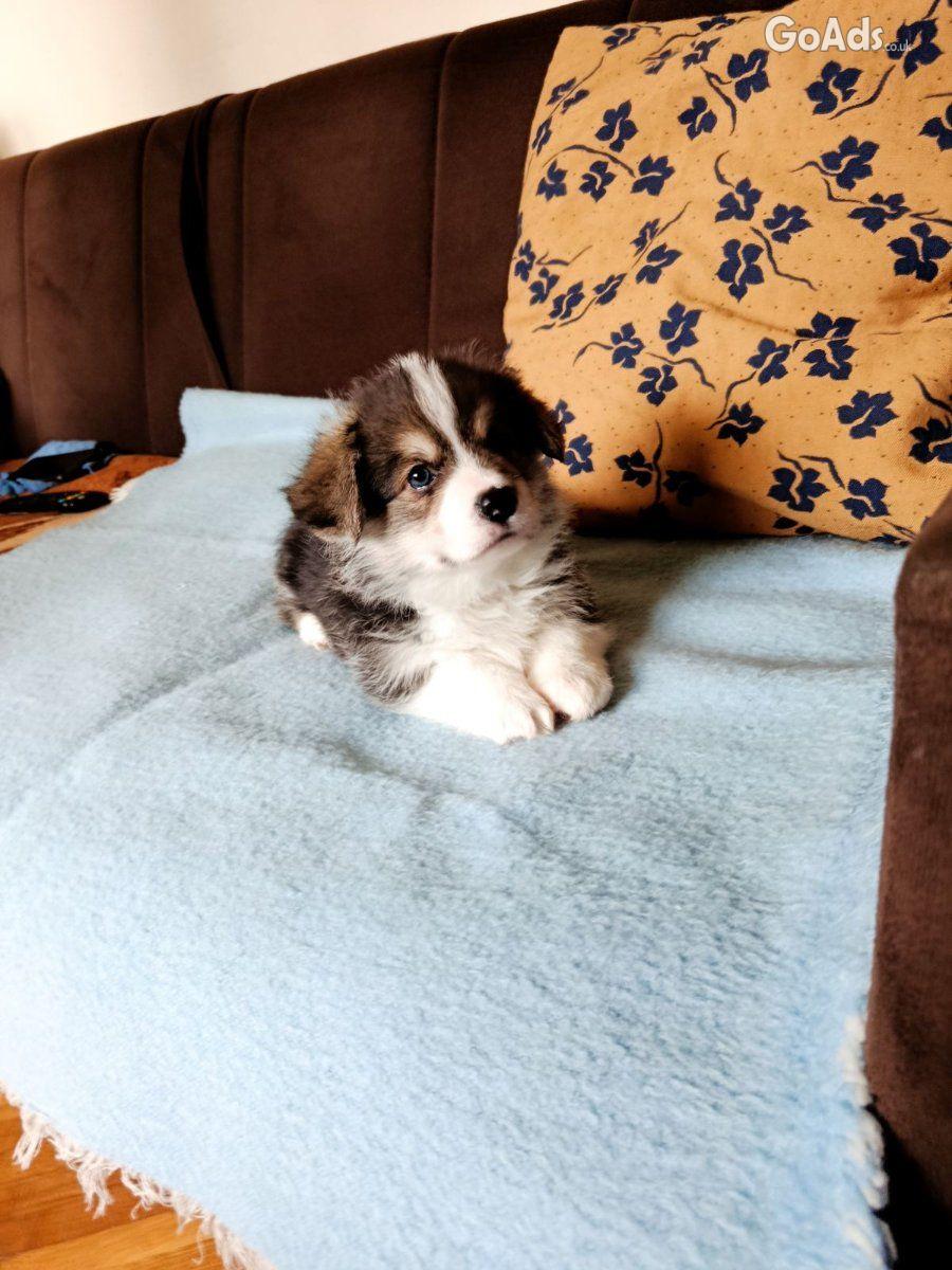 Corgi - puppies for sale