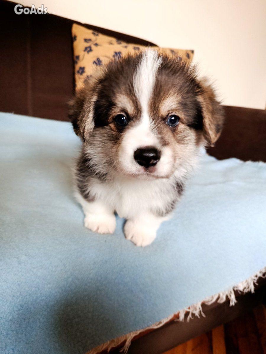 Corgi - puppies for sale