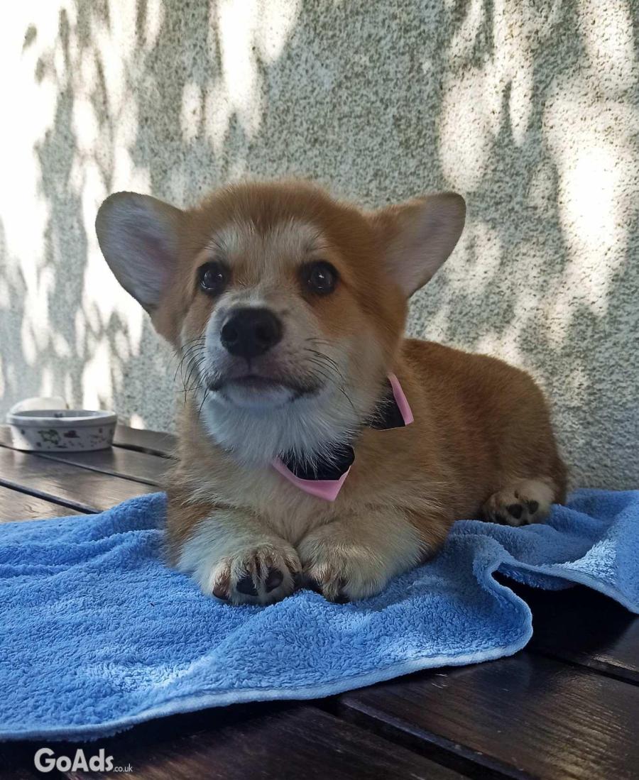 CORGI WELSH PEMBROKE puppies for sale