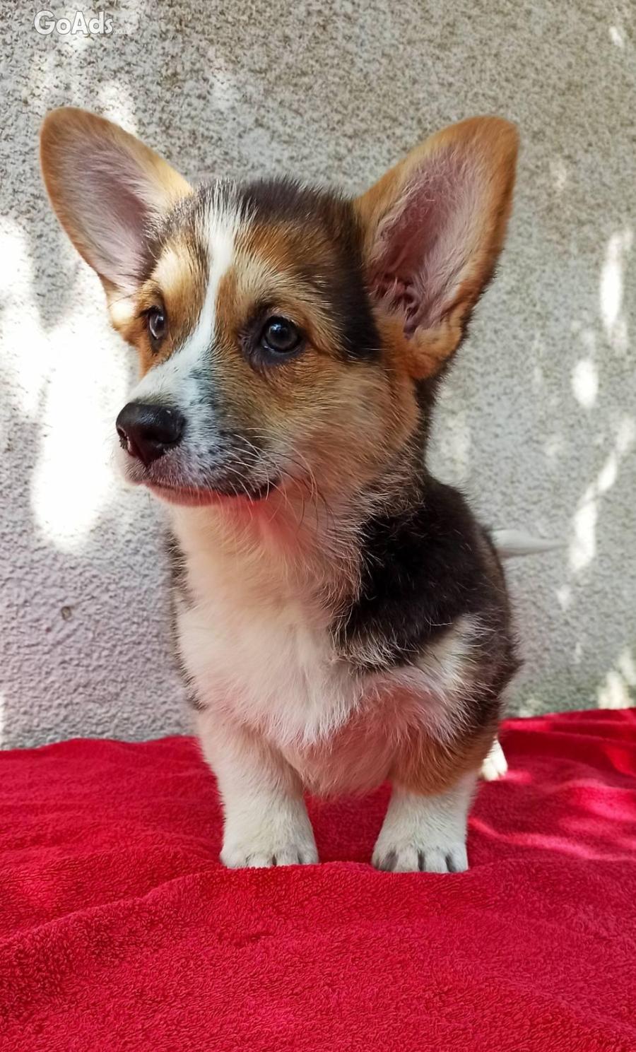 CORGI WELSH PEMBROKE puppies for sale