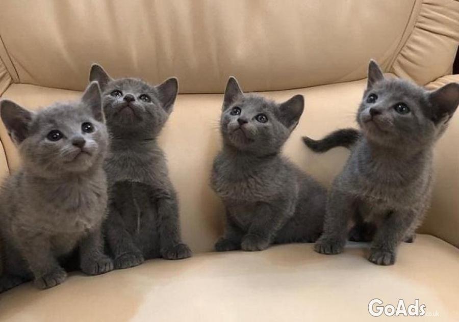 Cuddle Pure Russian Blue Kittens Avaliable 