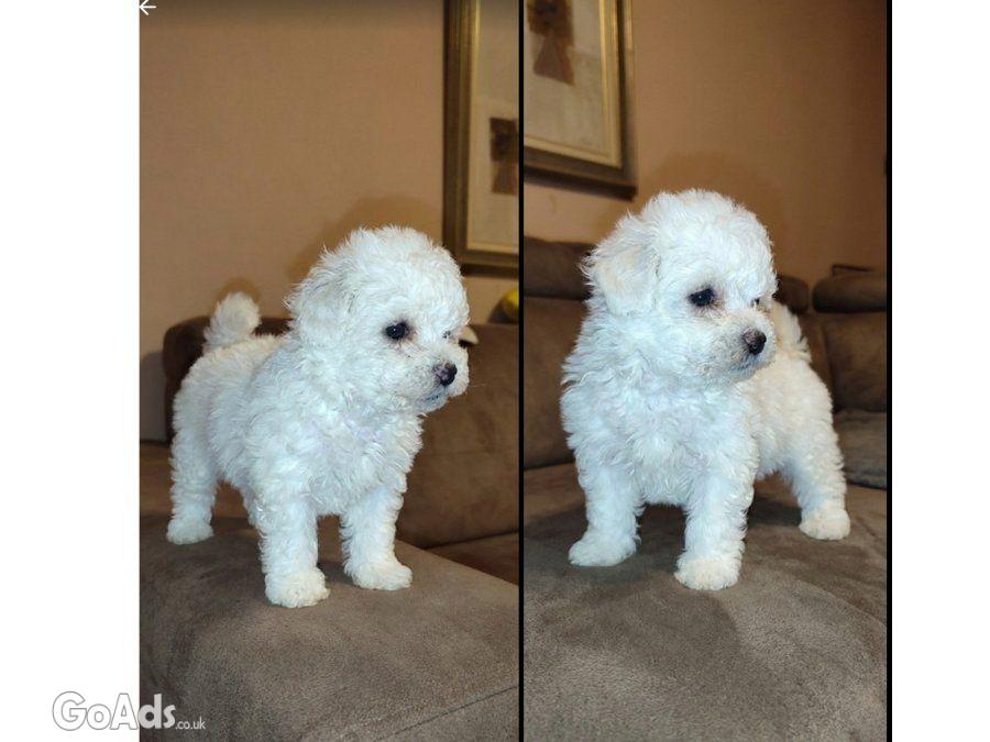 Curly Bichon