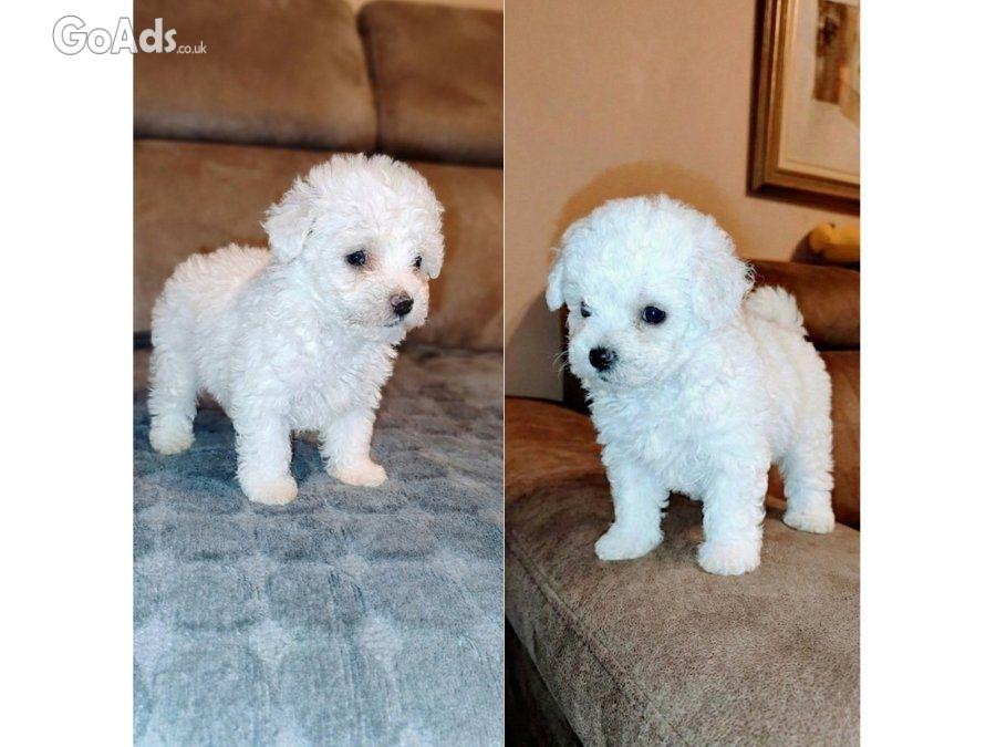 Curly Bichon