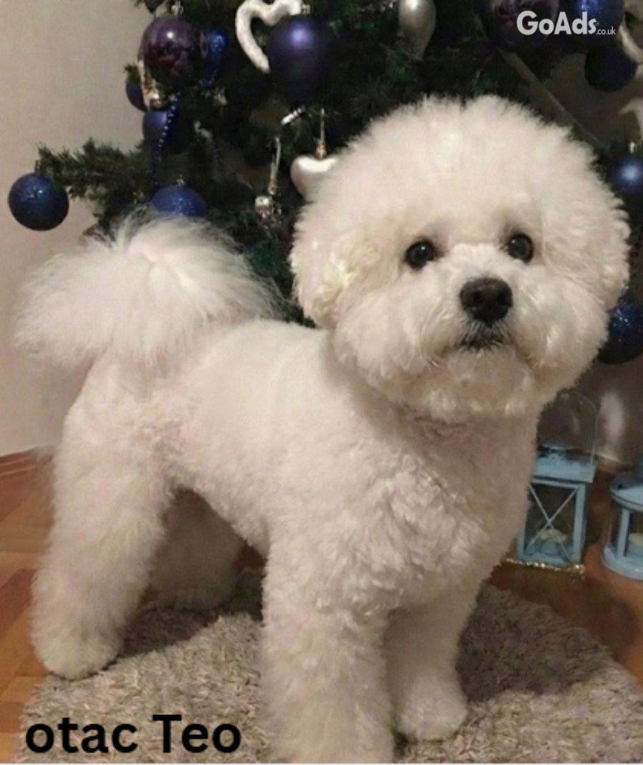 Curly Bichon