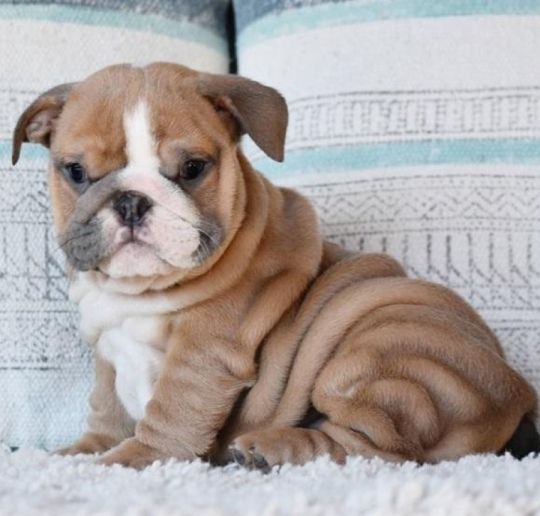CUTE ADORABLE ENGLISH BULLDOG PUPPIES
