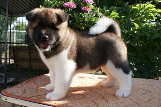 Cute akita puppies available now.