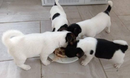 Cute and adorable jack Russell puppies