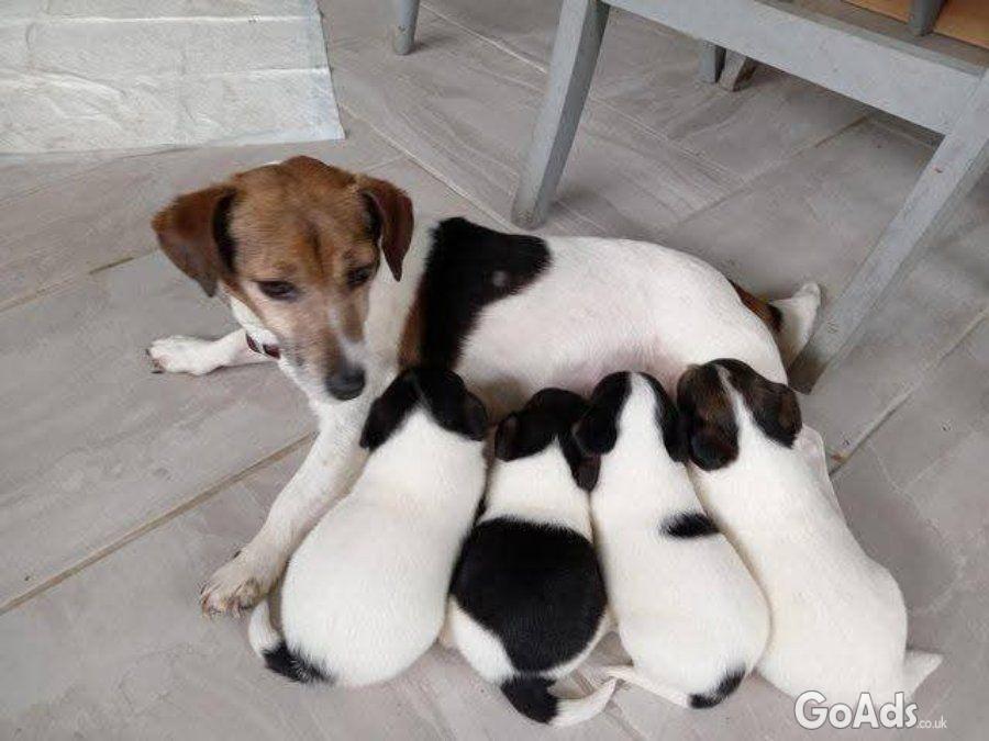 Cute and adorable jack Russell puppies