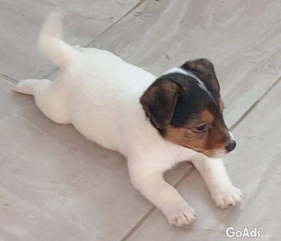 Cute and adorable jack Russell puppies