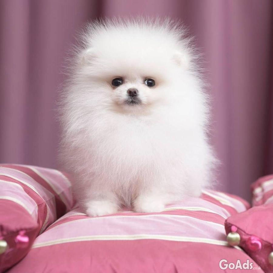 Cute and adorable Pomeranian puppies available for sale
