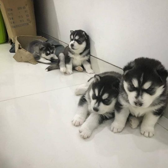 Cute Charm Siberian husky puppies Ready