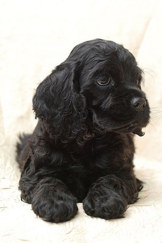 Cute cockapoo puppy needs a new home