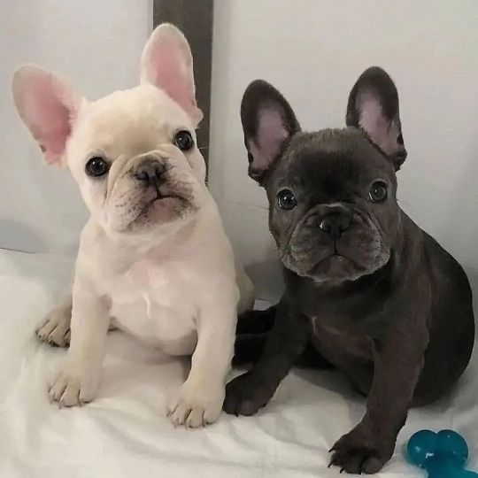 Cute French Bulldog puppies for sale