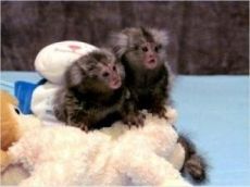 Cute, Healthy Marmoset Monkeys