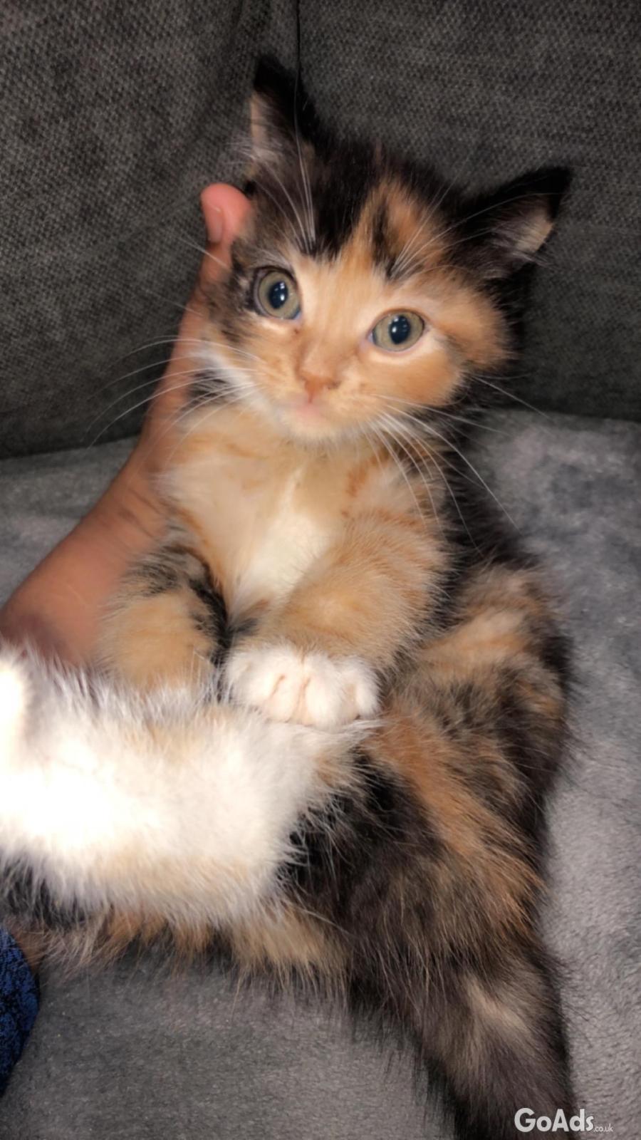 Cute kitten for sale 