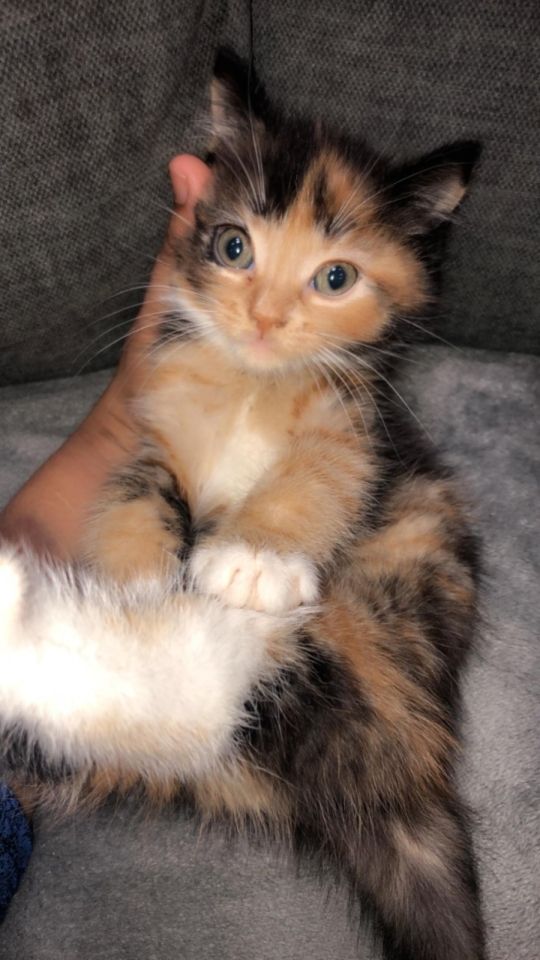 Cute kitten for sale