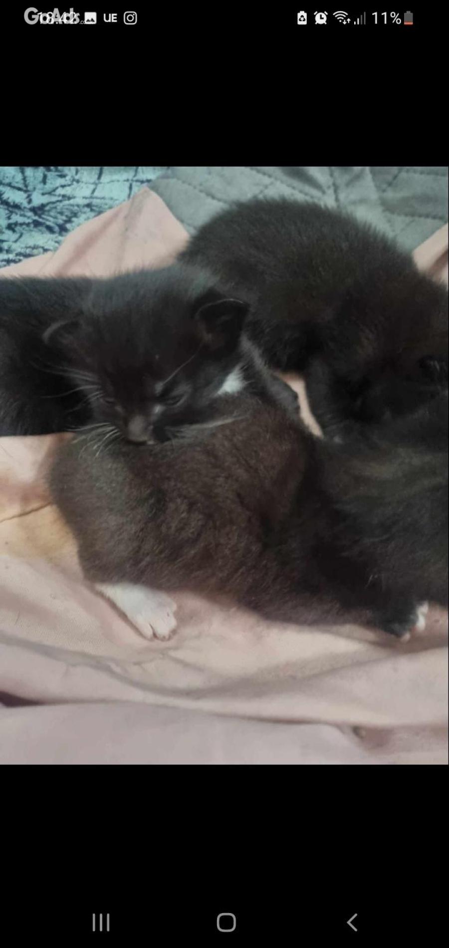 Cute kittens 1 black 2 black n white ready to leave for there forever 