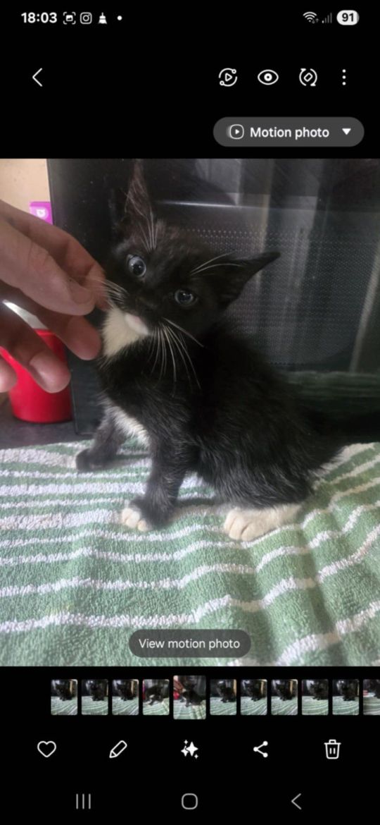 Cute kittens ready now looking for there forever homes xx