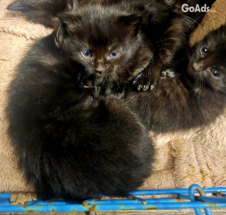 Cute kittens