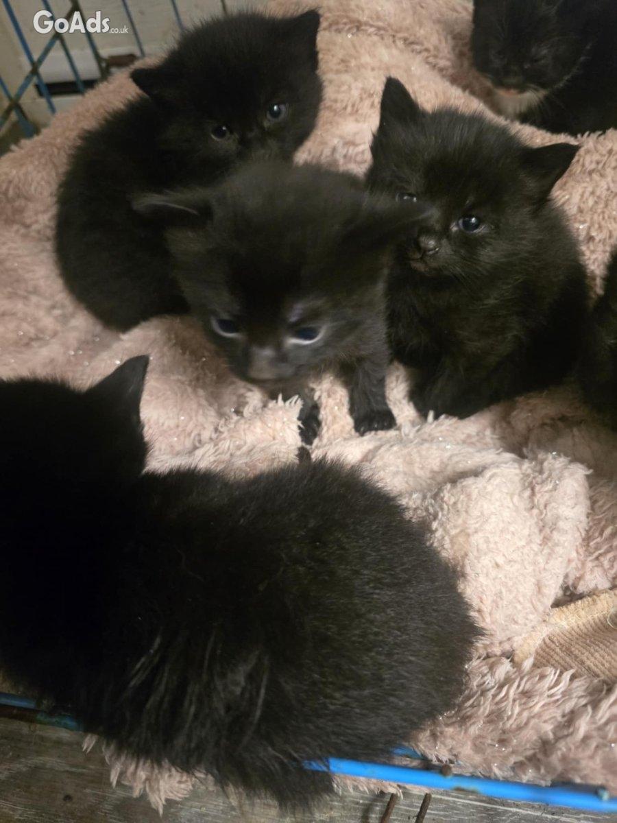 Cute kittens