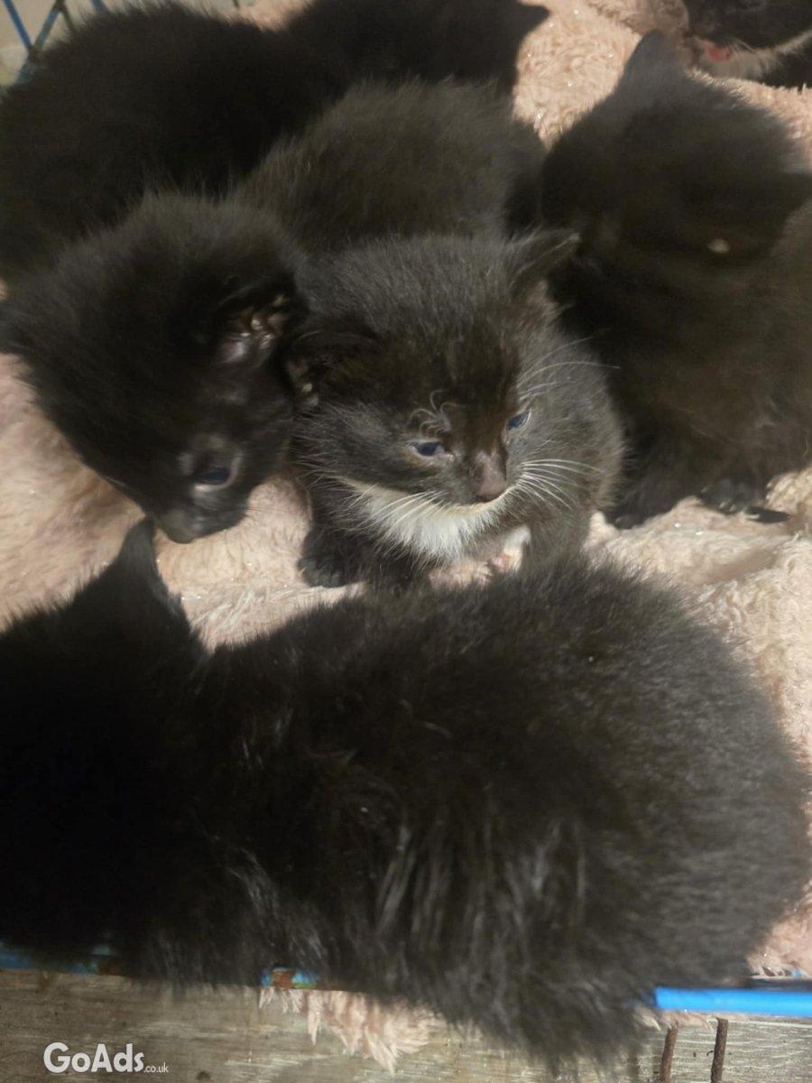 Cute kittens