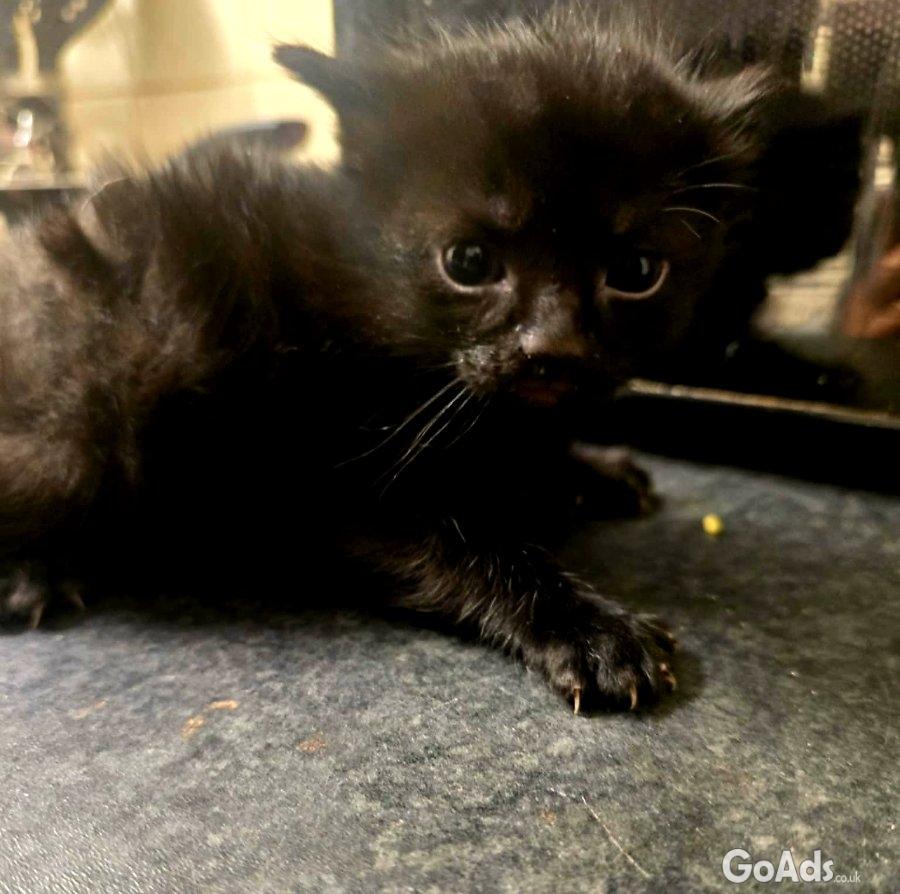 Cute kittens
