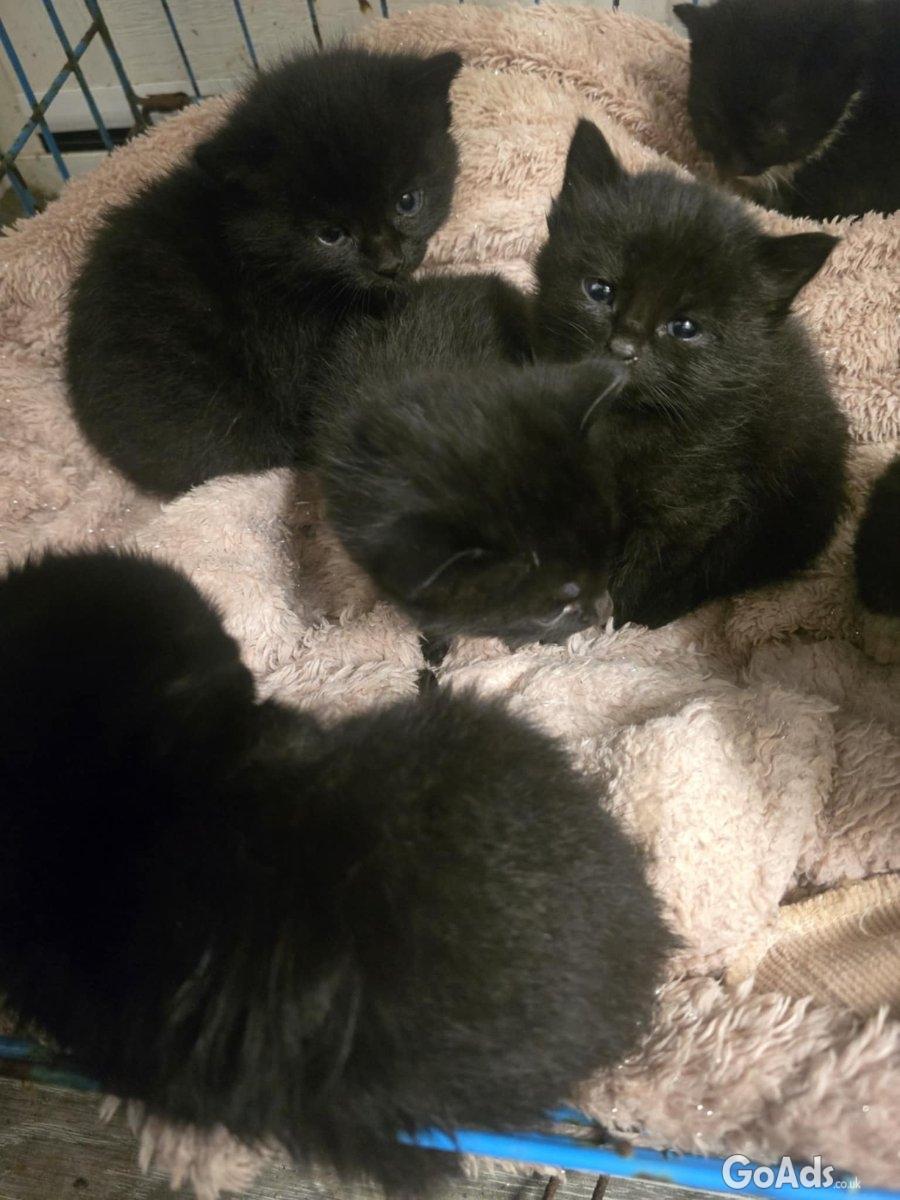 Cute kittens