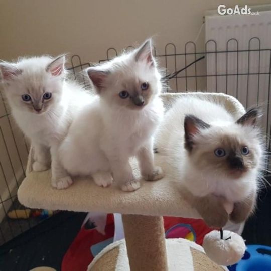 Cute male and female Ragdoll Kittens