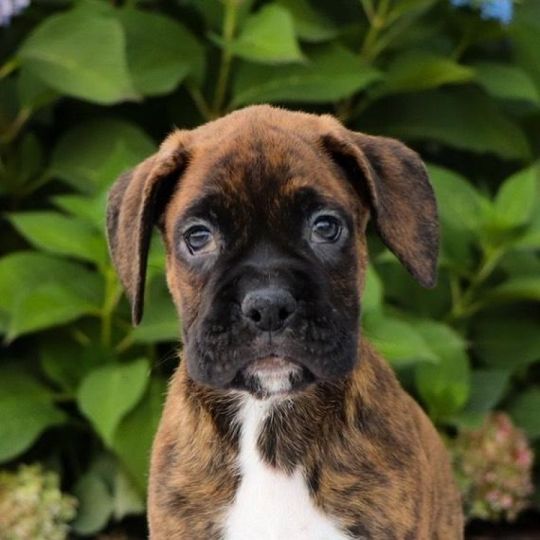 Cute Male & Female Boxer Puppies For Sale