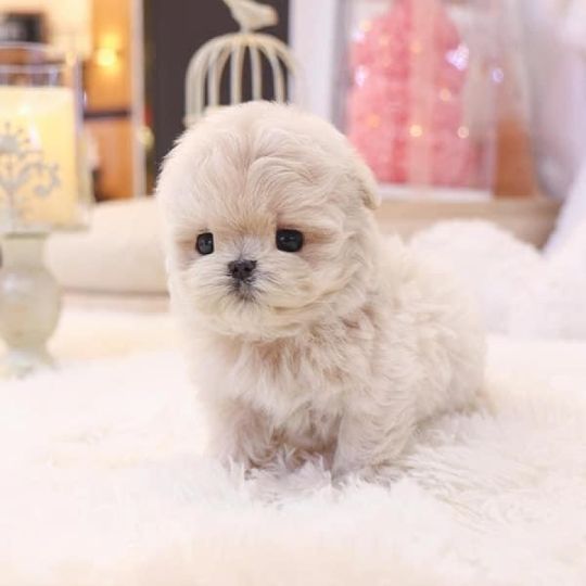 Cute Maltese puppies