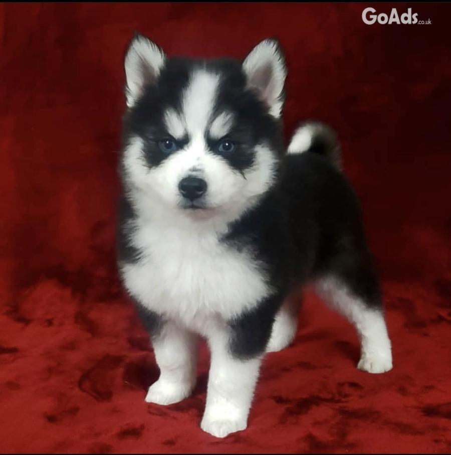 Cute Pomsky puppies for adoption 