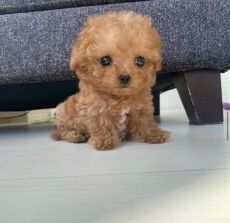 Cute Poodle Puppies for Adoption