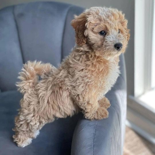 Cute Poodle Puppies ready