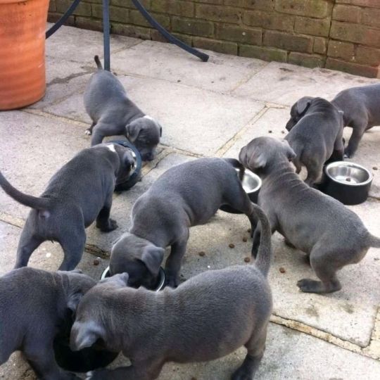 Cute Staffordshire bull terrier puppies