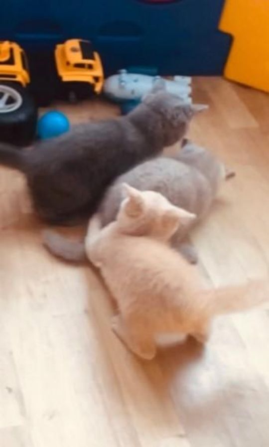 Cute White british shorthair kitten Available