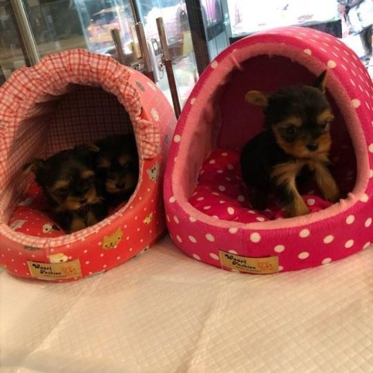 Cute Yorkie puppies