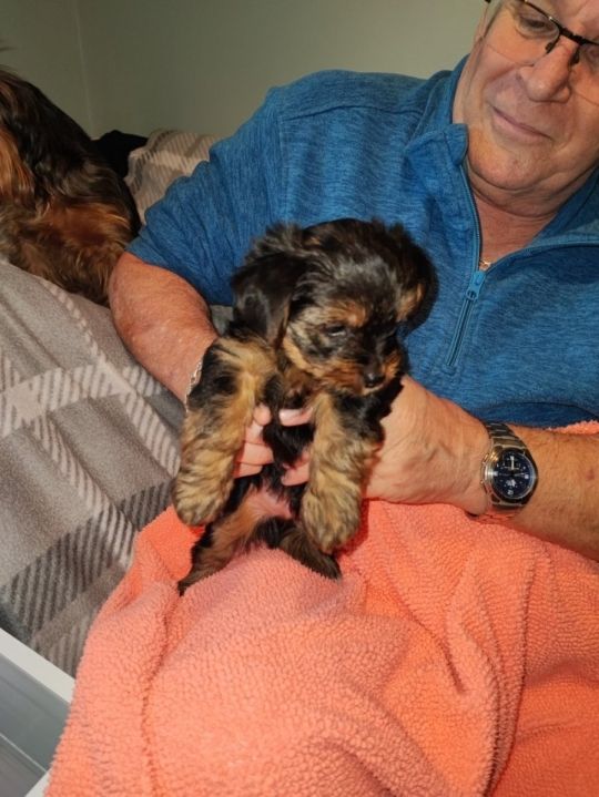 Cute Yorkshire terrier puppies for sale