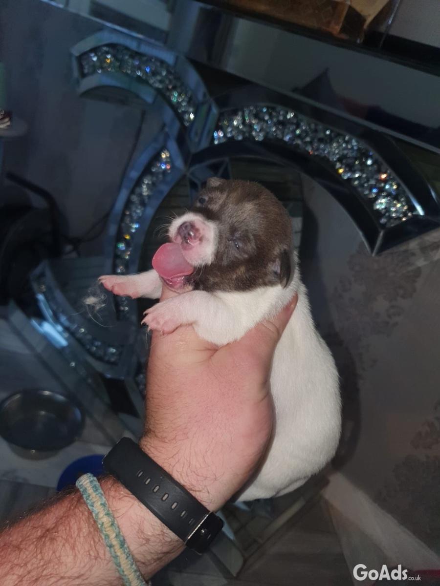 BEAUTIFUL CHIHUAHUA PUPS