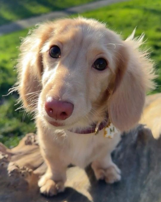 Dachshund puppies available