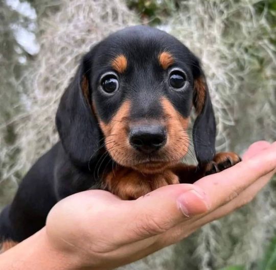 Beautiful male Dachshund puppy