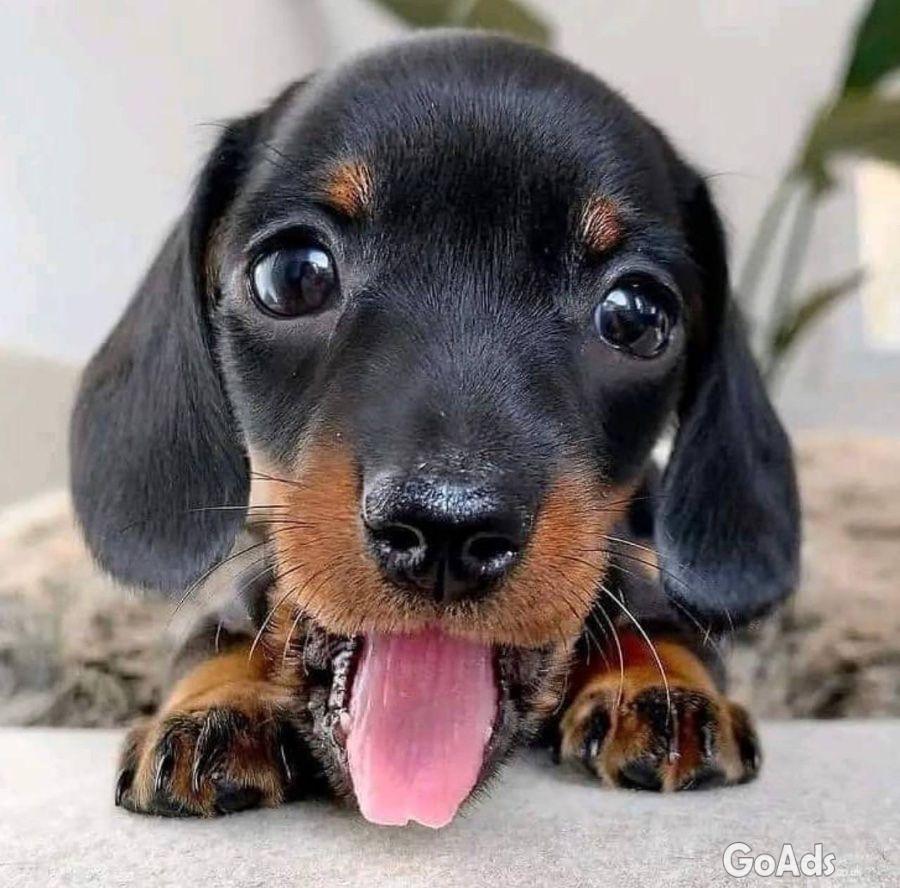 Beautiful male Dachshund puppy