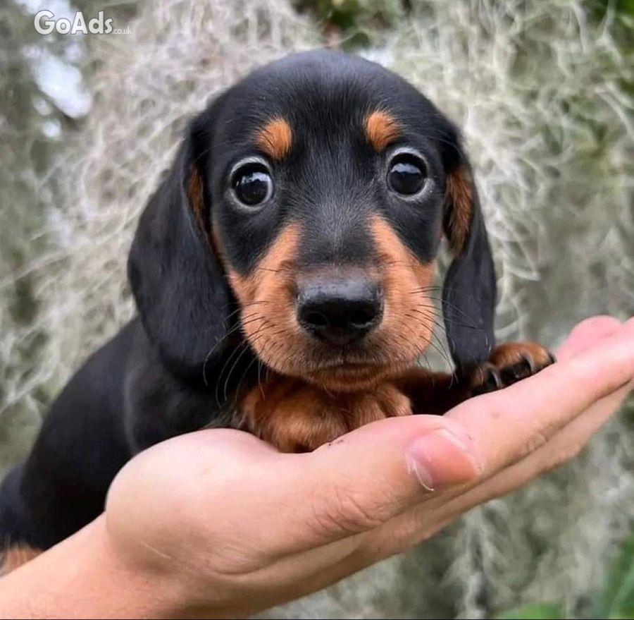 Beautiful male Dachshund puppy