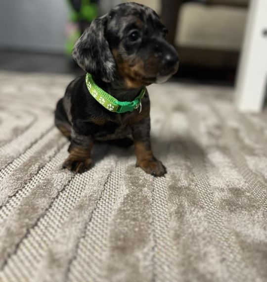 Dachshund pups