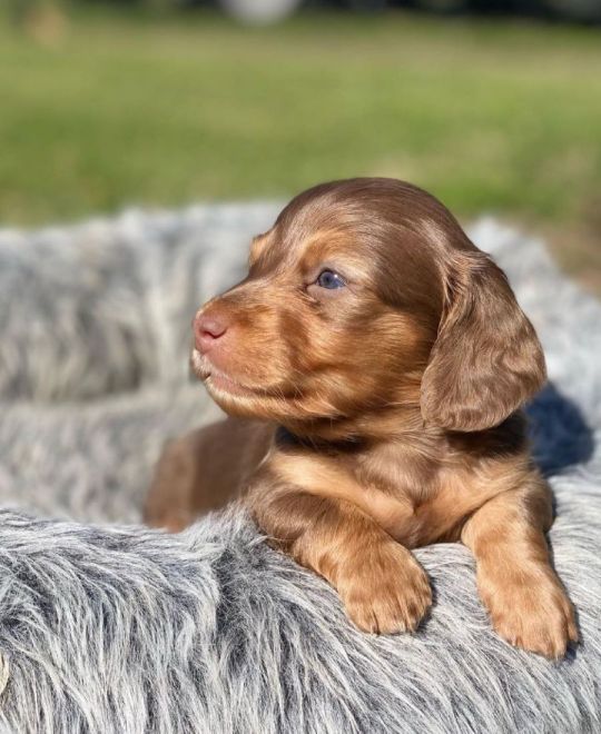 Sweet male Dachshund Looking for a Loving Home