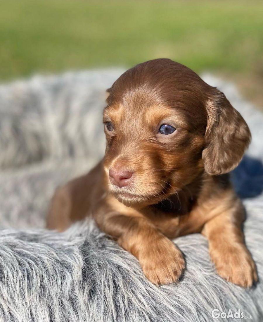Sweet male Dachshund Looking for a Loving Home