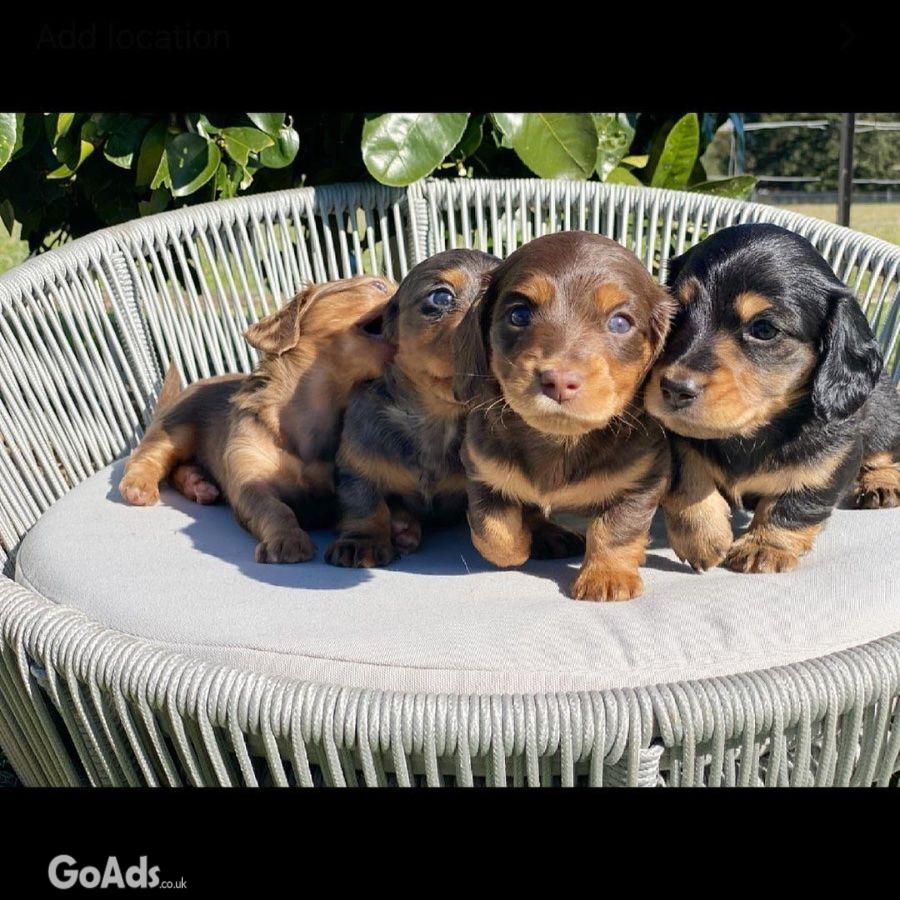 Sweet male Dachshund Looking for a Loving Home