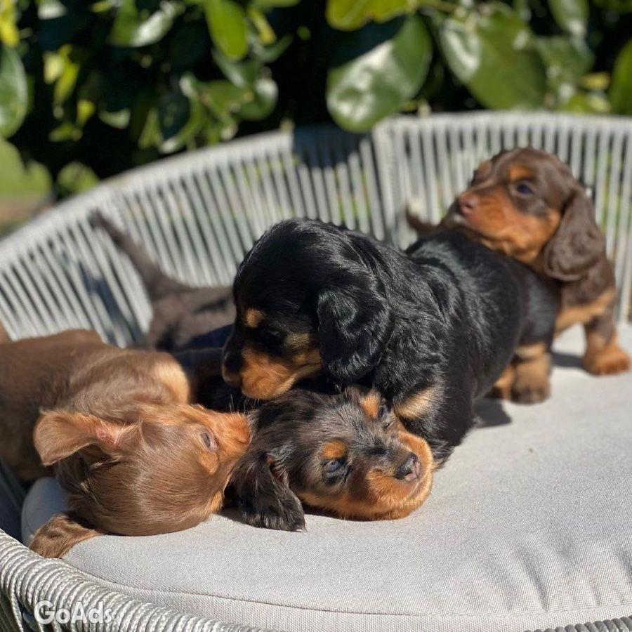 Sweet male Dachshund Looking for a Loving Home