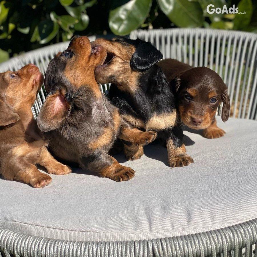 Sweet male Dachshund Looking for a Loving Home